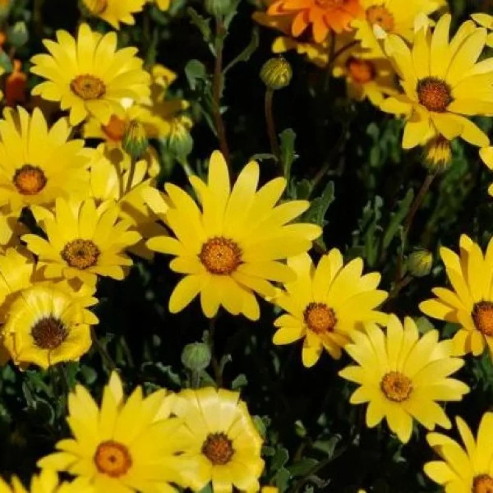 Stjärnöga 'Yellow Queen', gul