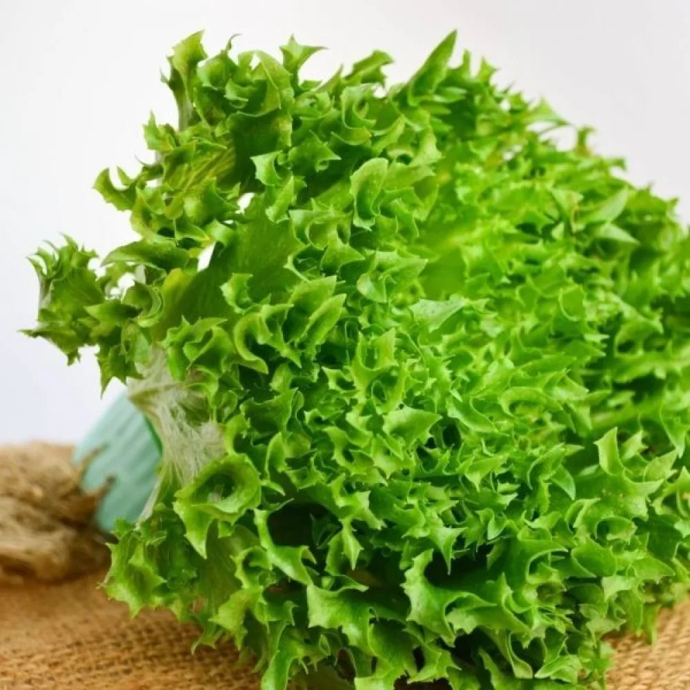 Isbergssallat 'Ice Queen'