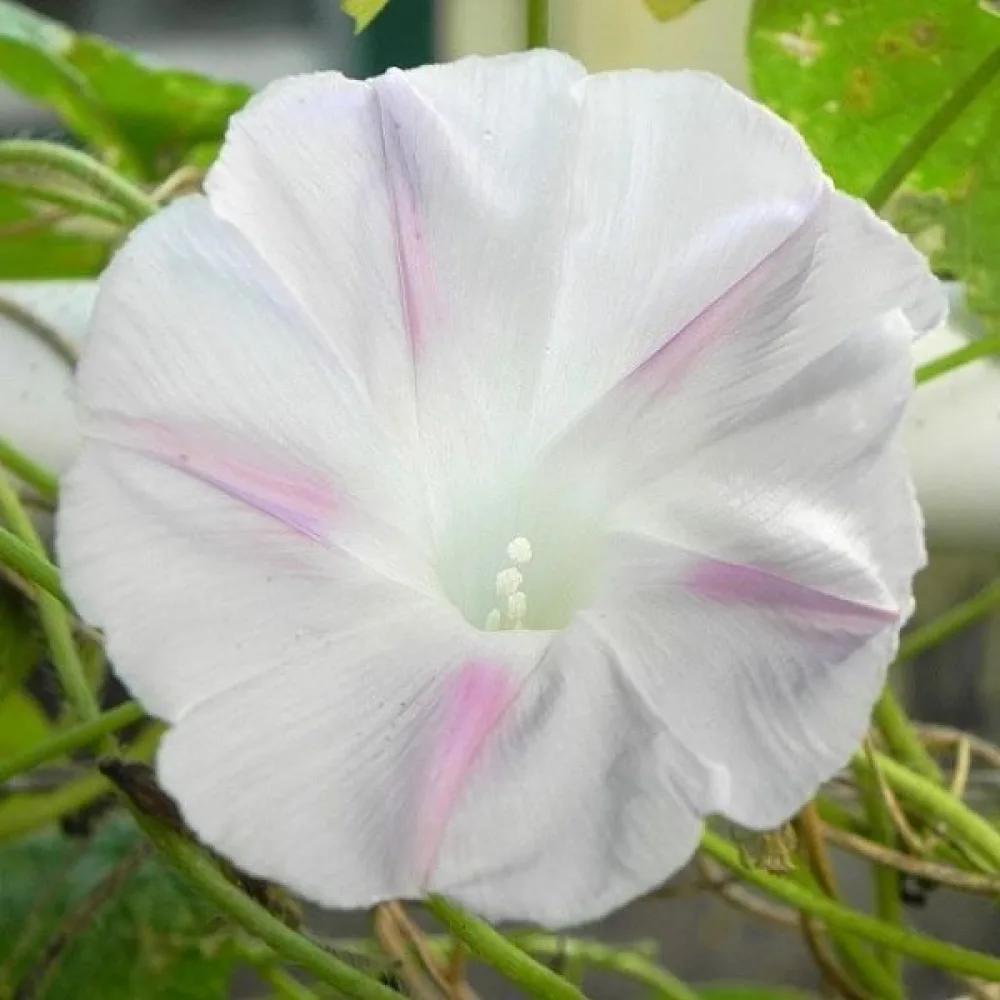 Purpurvinda 'Shiva'