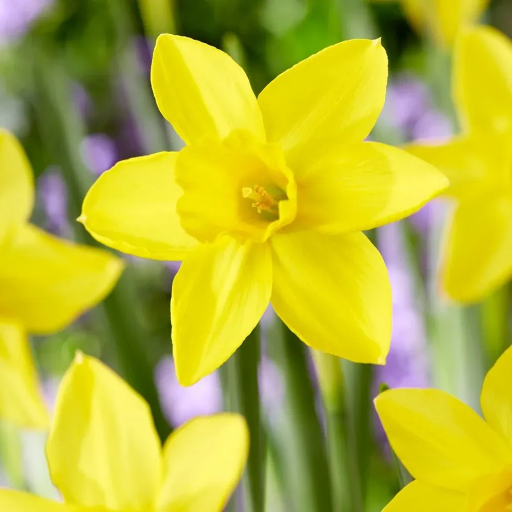 Narciss 'Marie Curie Diamond'
