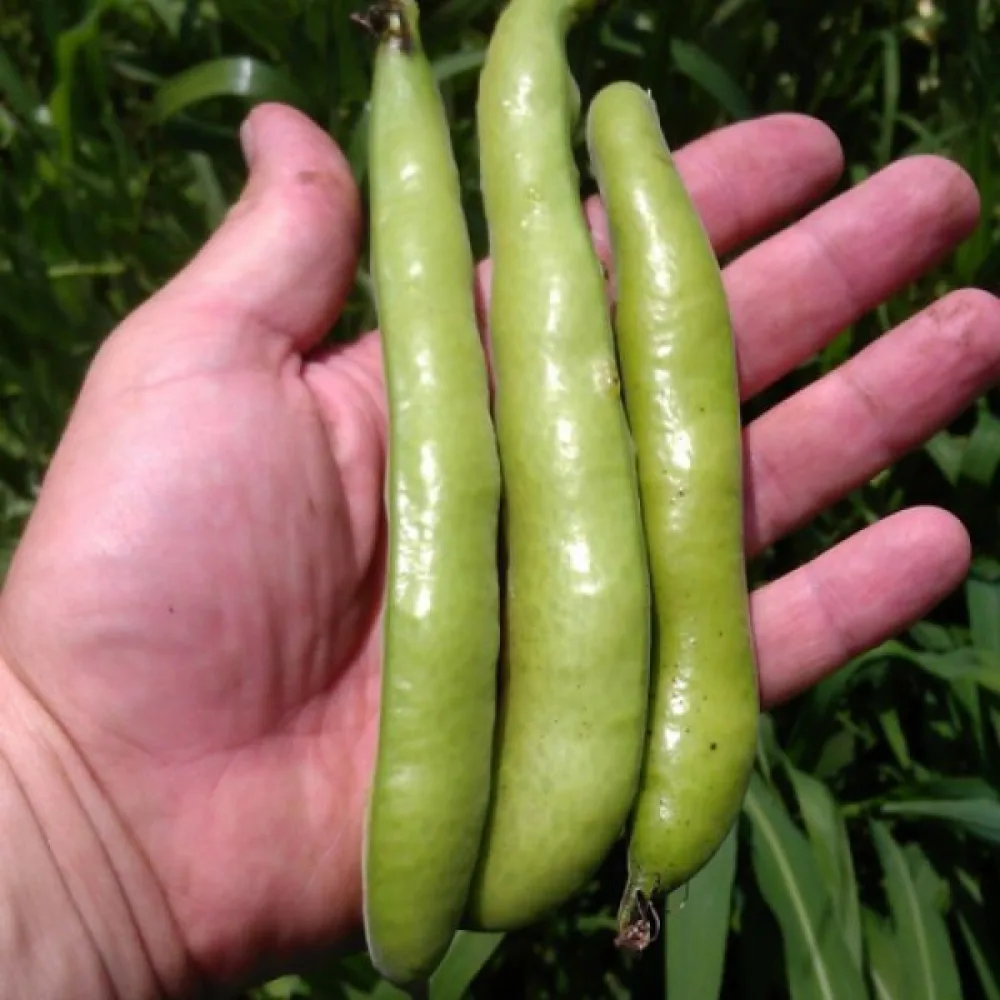 Bondböna 'Aguadulce Supersimonia'