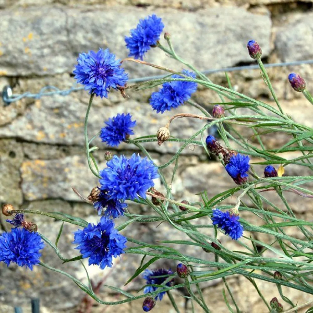 Blåklint 'Blue Ball', blå