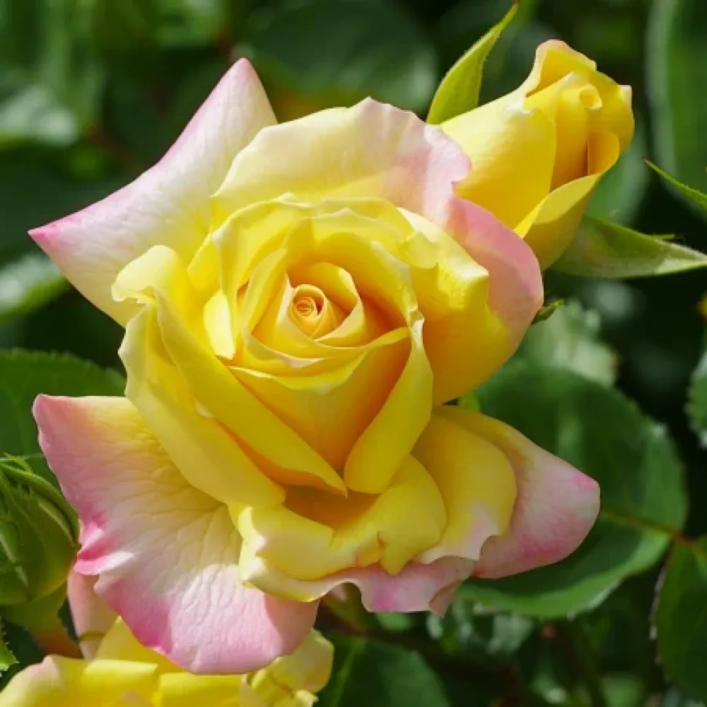 Ros 'Golden Eagle' – barrotad