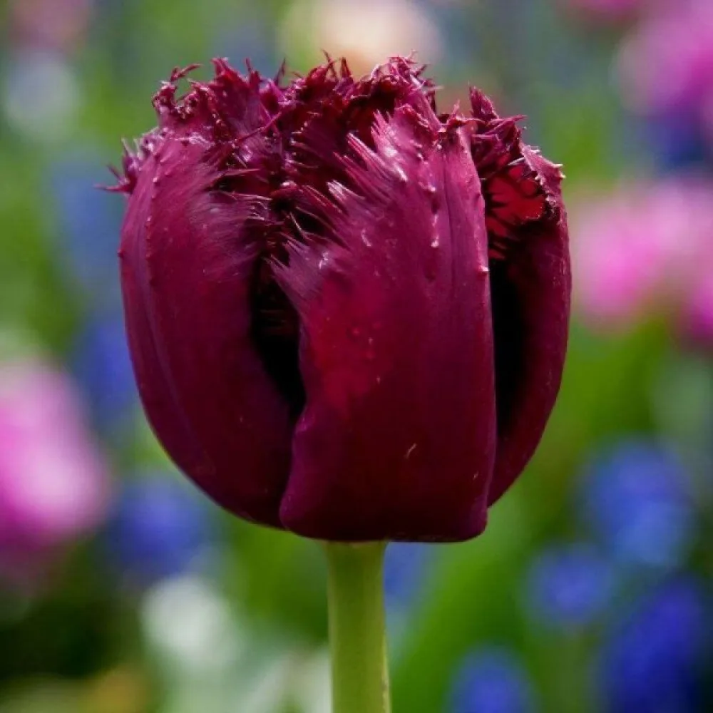 Tulpan 'Gorilla'