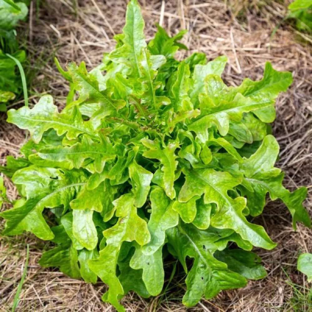 Babyleaf-sallad 'Bionda a Foglia di Quercia'