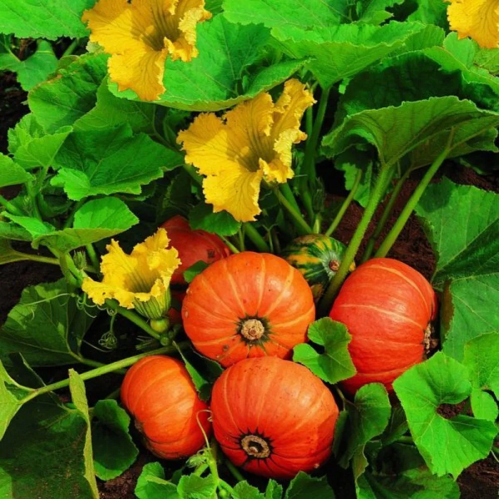 Pumpa 'Amazonka'
