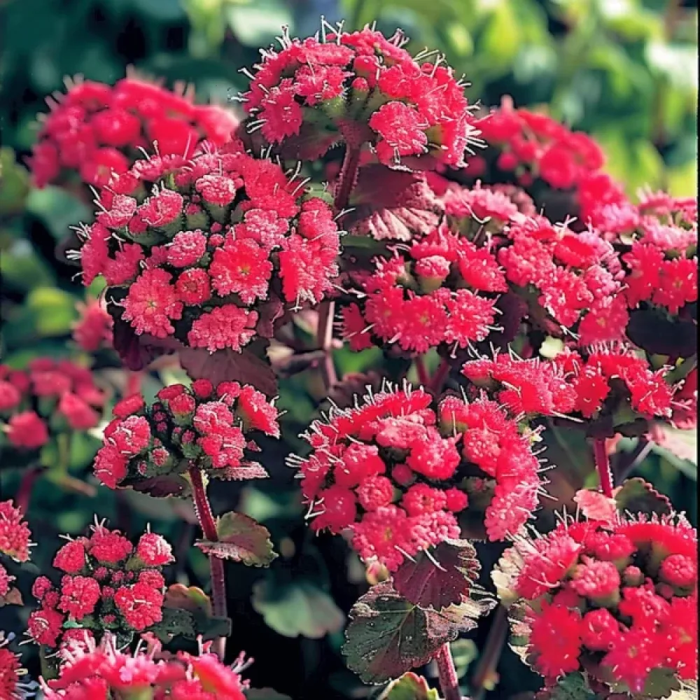 Ageratum, röd