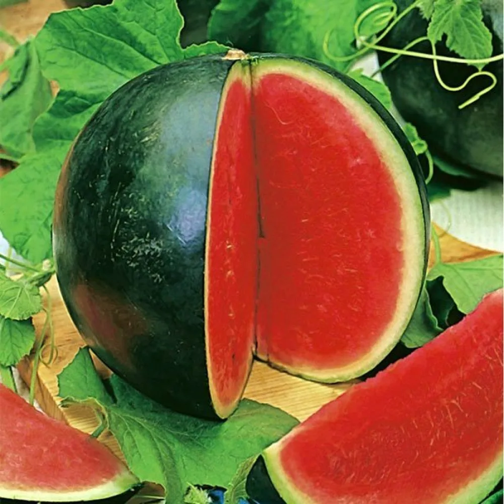 Vattenmelon 'Rosario' F1 3–4 kg