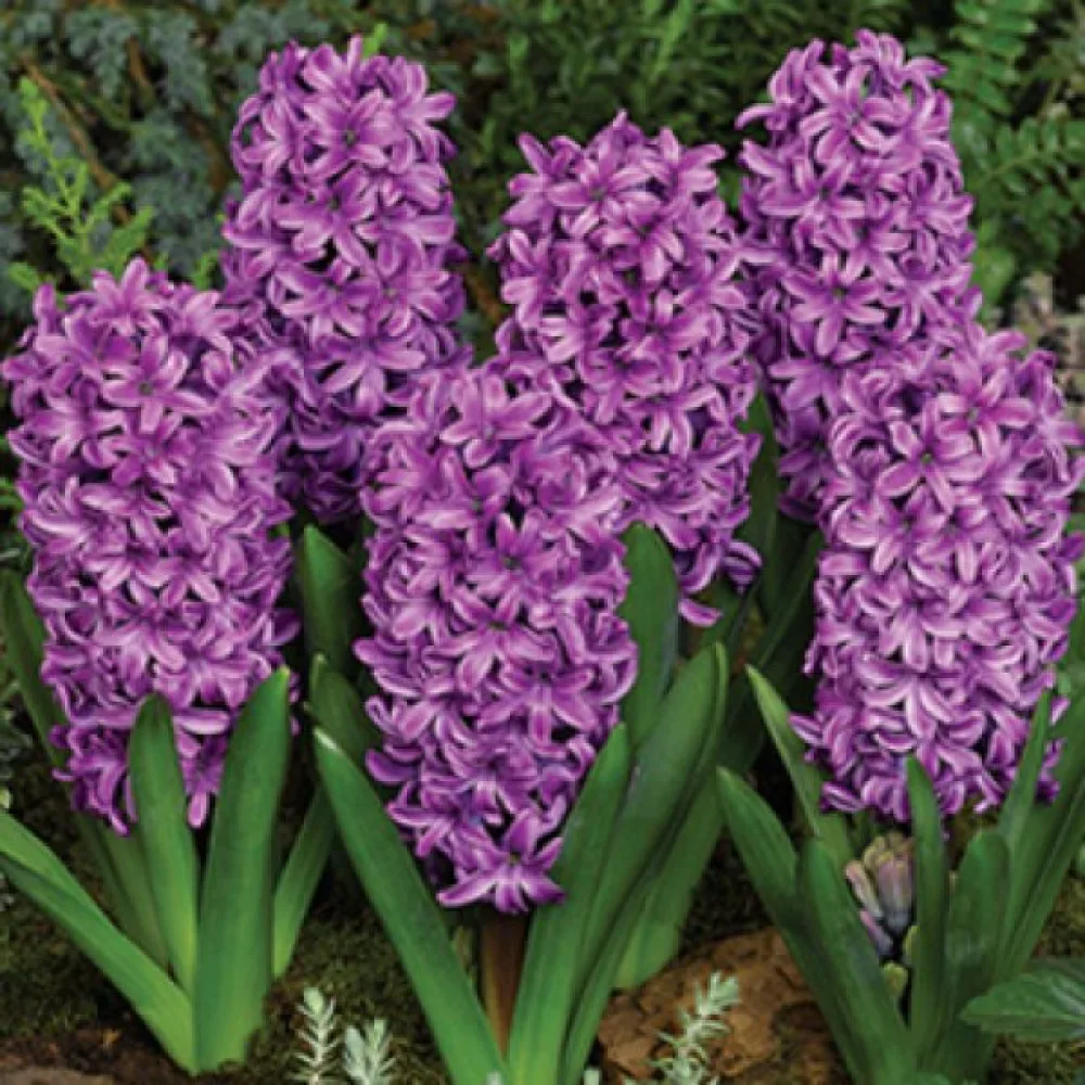 Hyacint 'Miss Saigon'