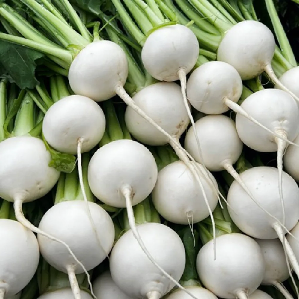 Rädisa 'Afrodyta'
