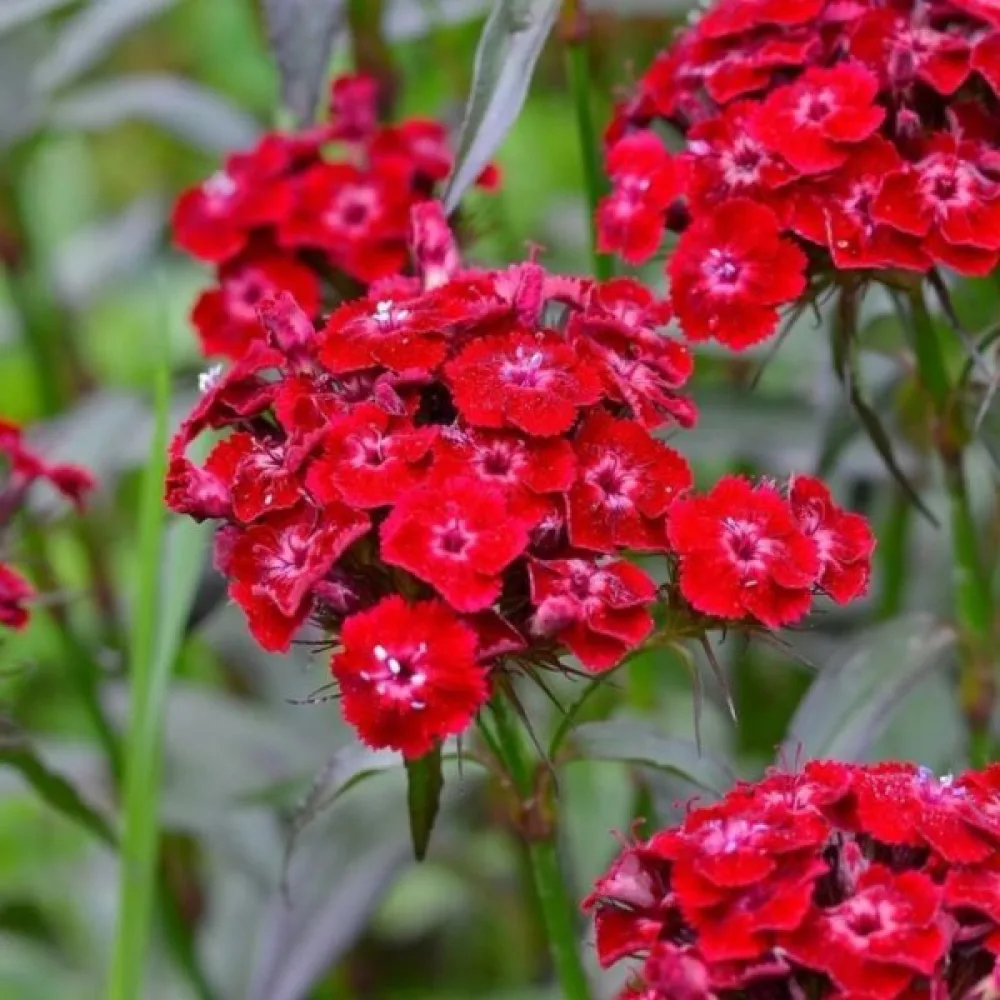 Borstnejlika 'Scarlet Beauty'