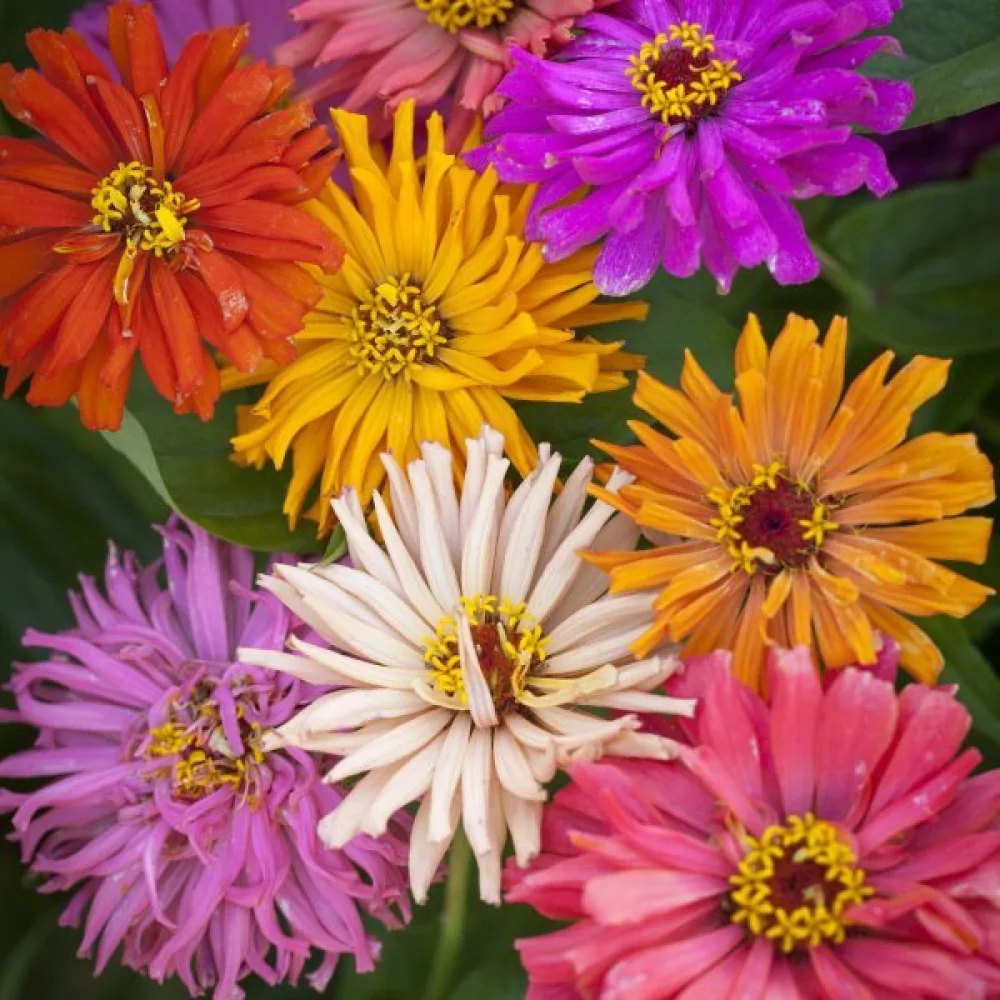 Zinnia 'Burpeeana' (blandning)