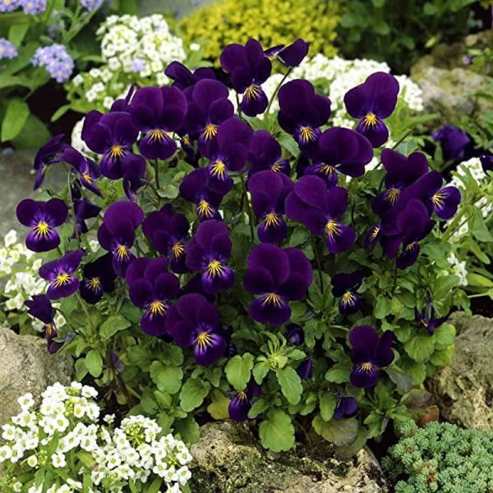 Pensé 'King Henry'