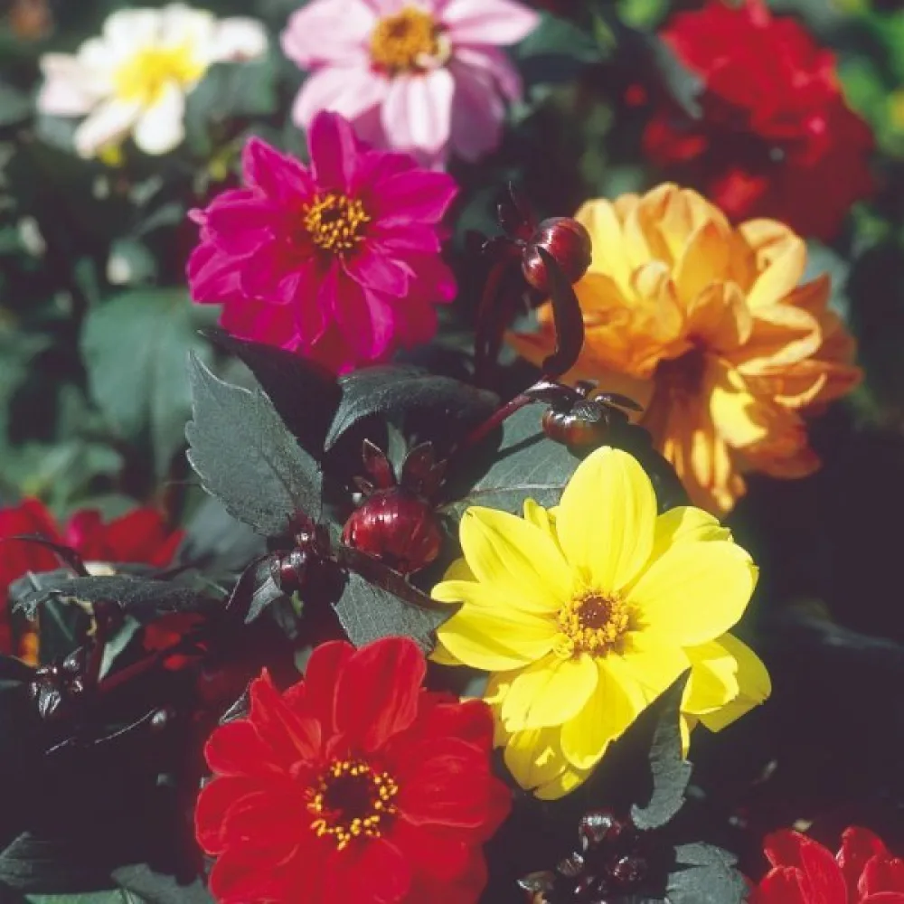 Lågväxande dahlia 'Redskin' – blandning