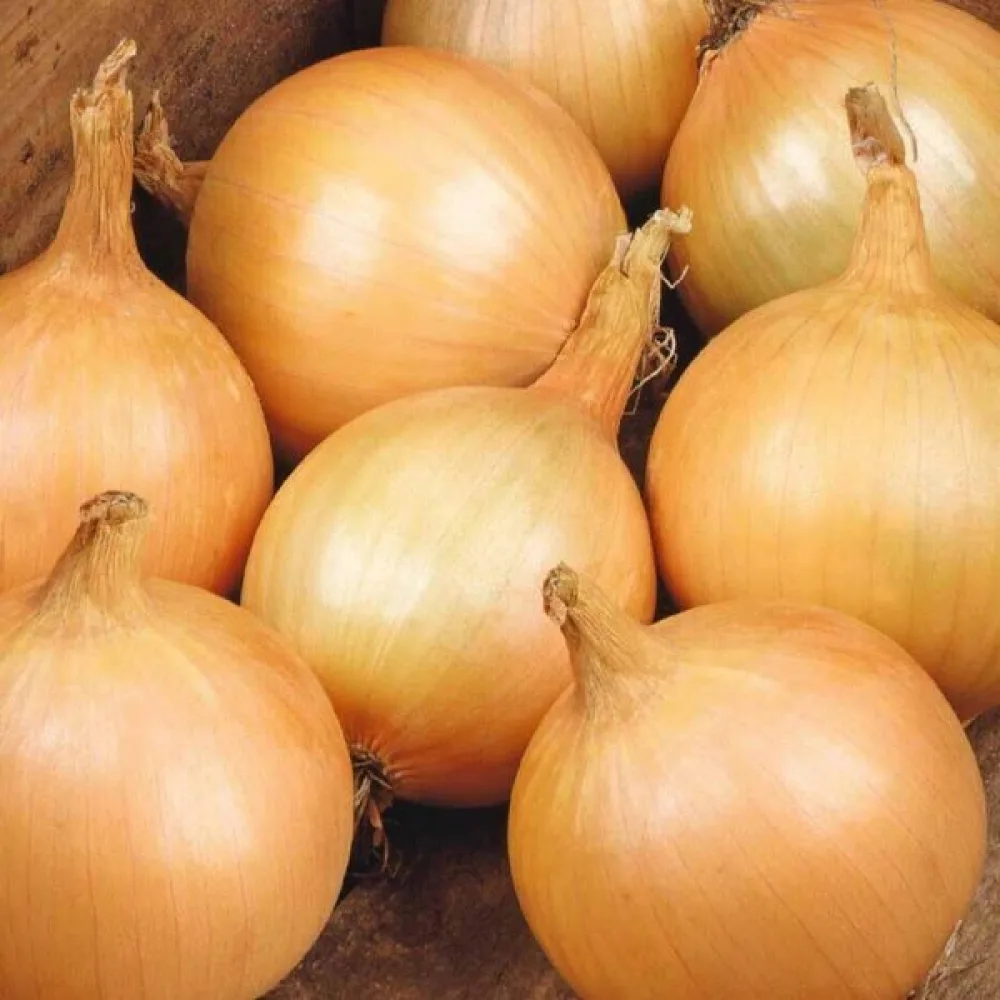Matlök 'Rijnsburger 5'