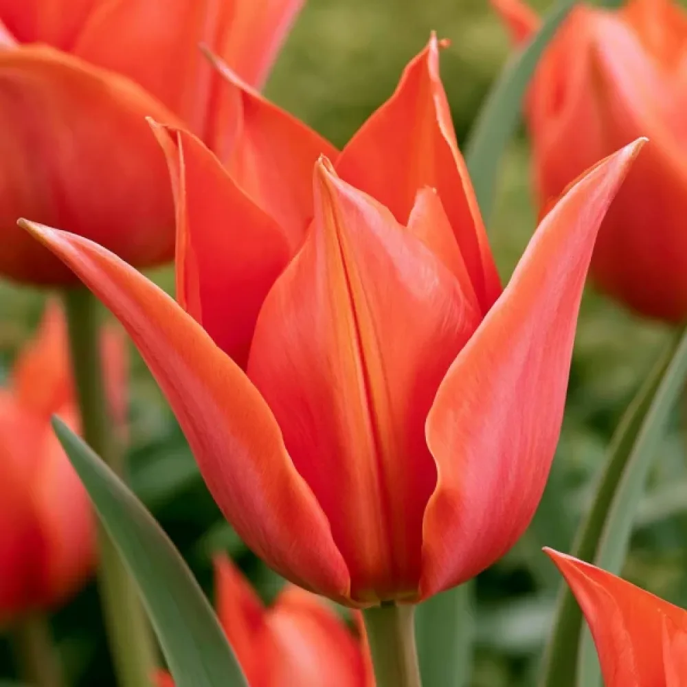 Tulpan 'Rigas Barikades'