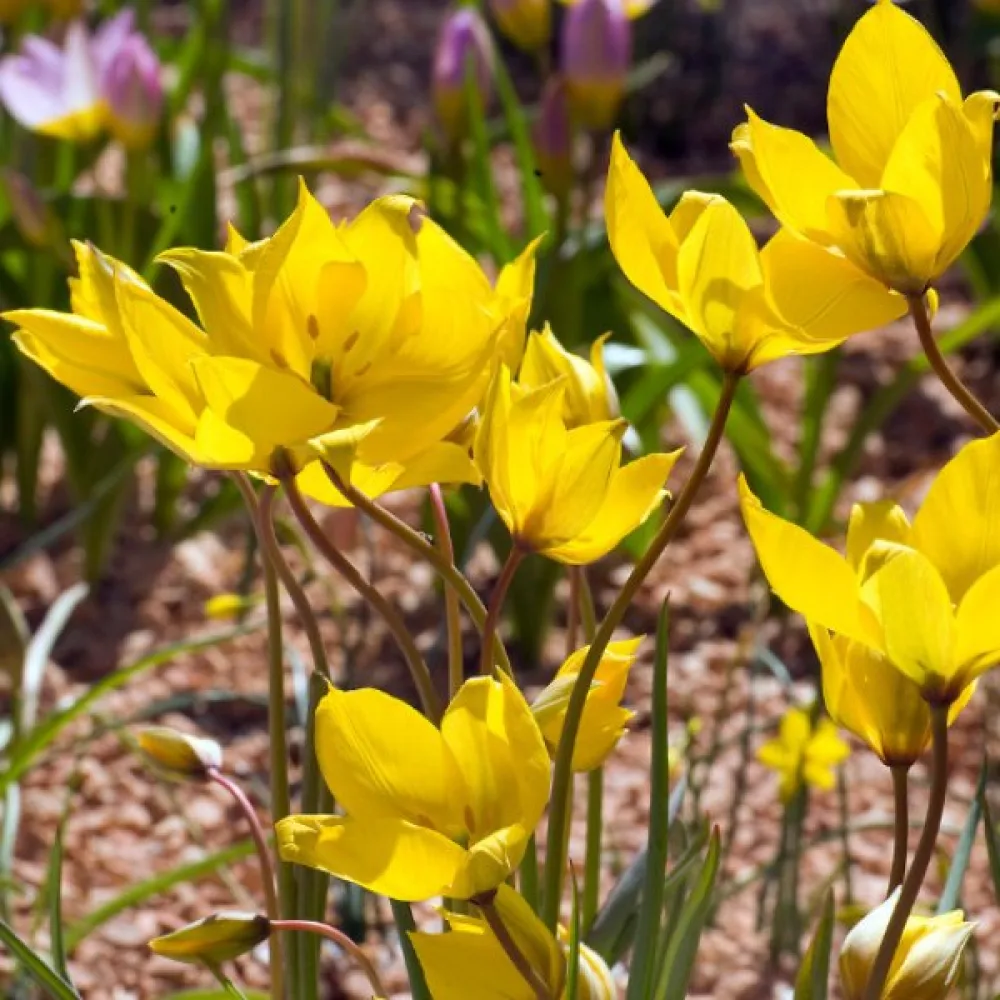 Tulpan 'Sylvestris'