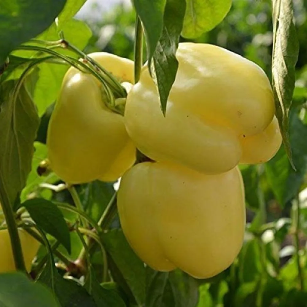 Paprika 'Soroksari'