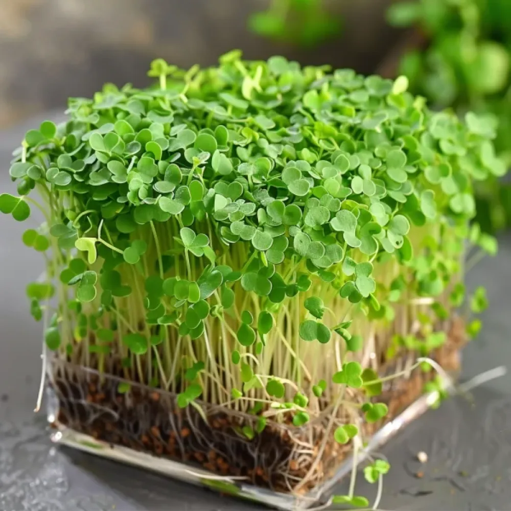 Ruccola för groddar