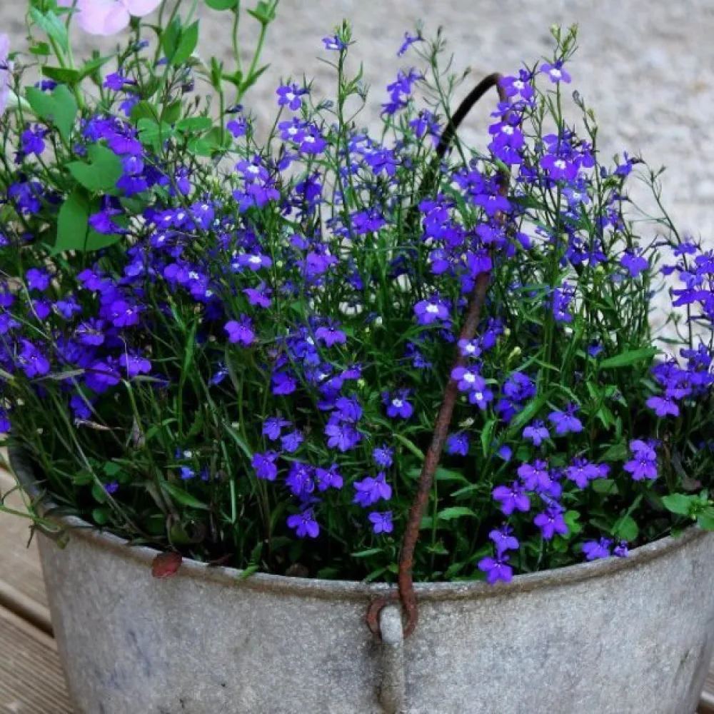 Kantlobelia 'Emperor William'