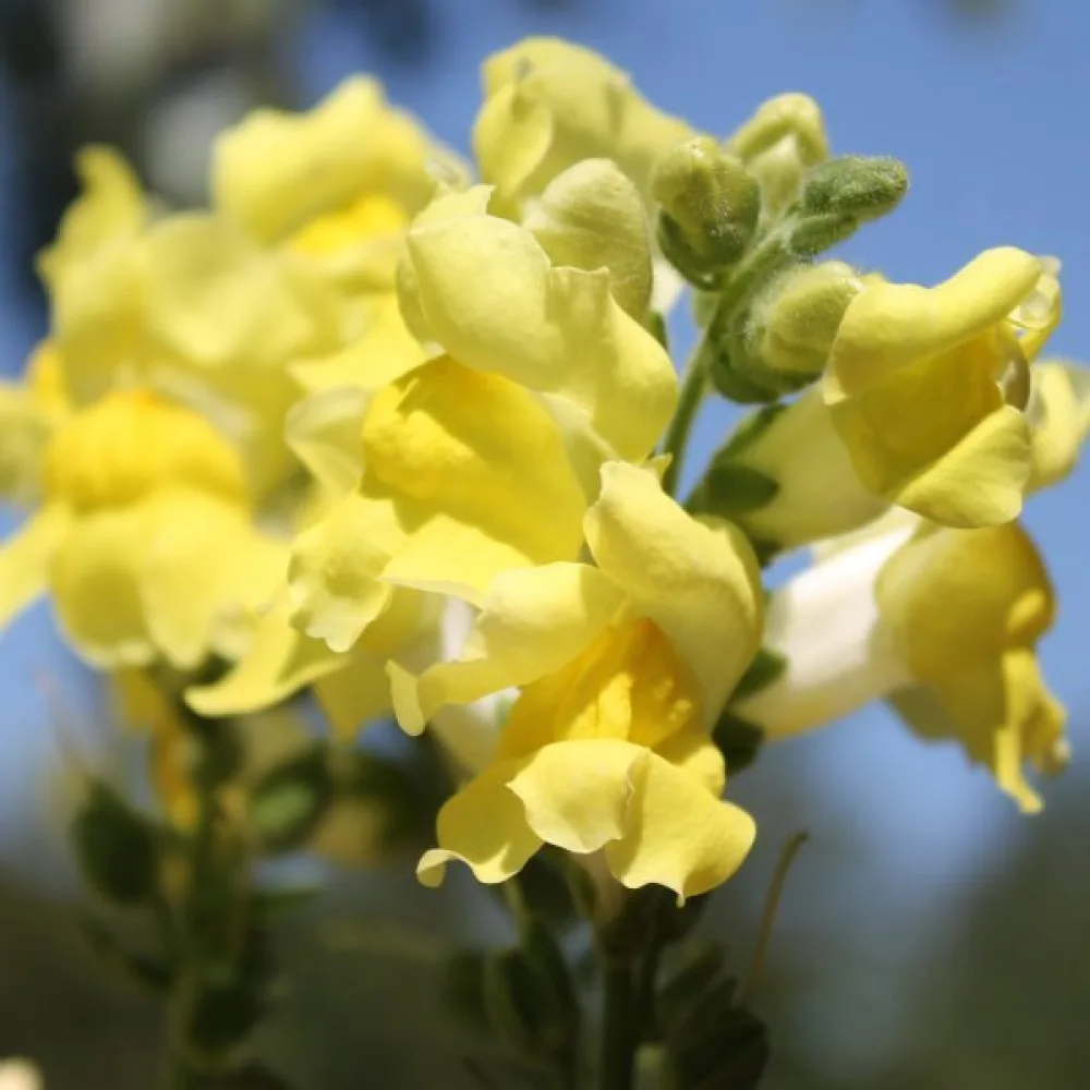 Lejongap 'Canary Bird'