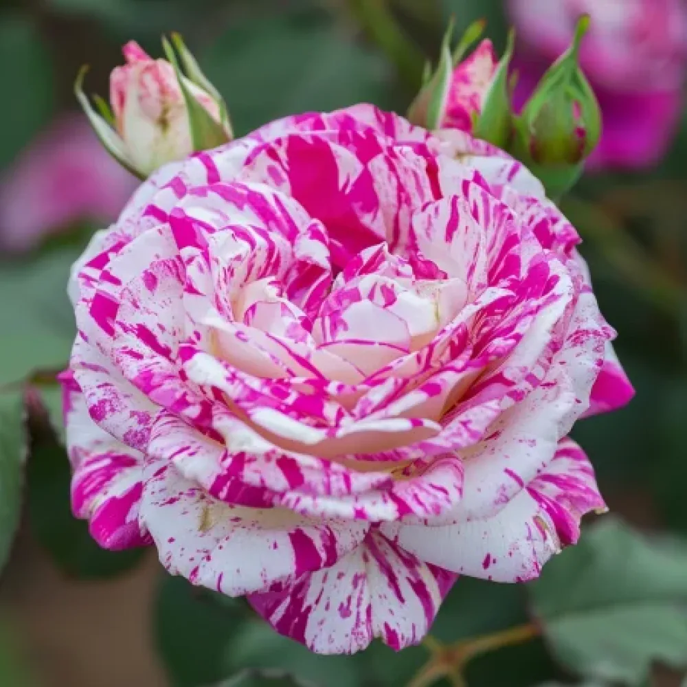 Ros 'Bologna Lavender' – barrotad