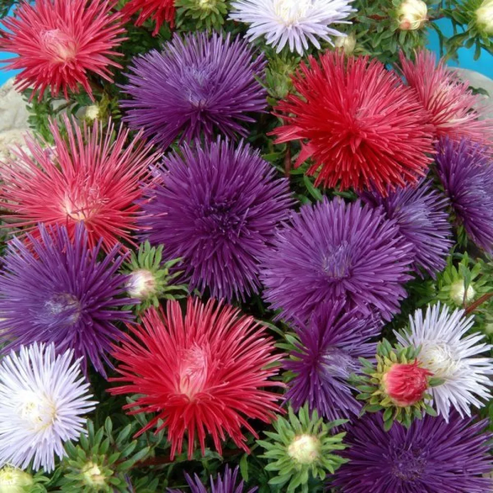 Sommaraster 'American Branching' – mix