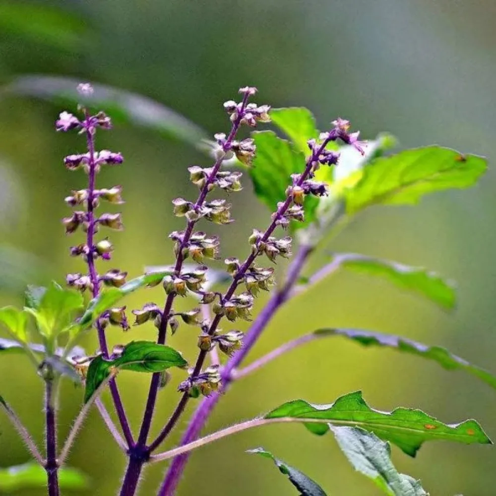 Helig basilika (tulsi)