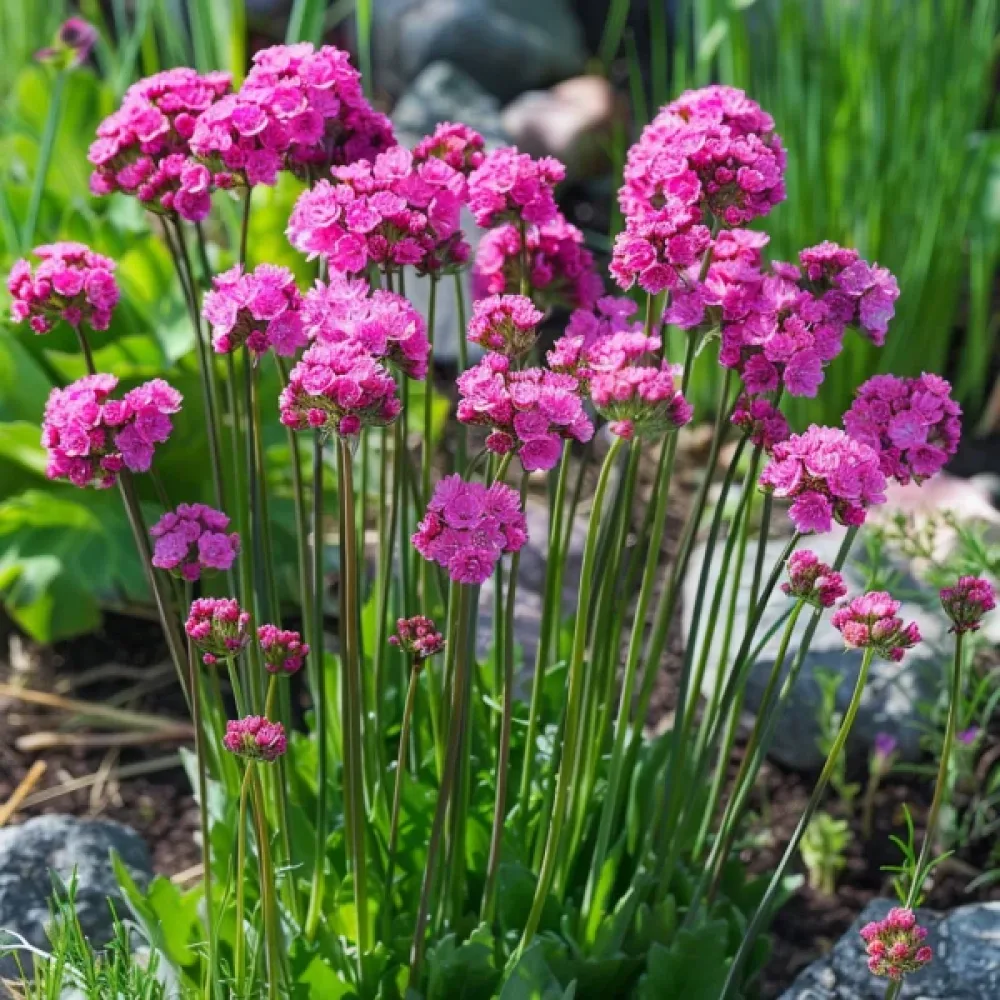 Trift 'Splendens Rose'