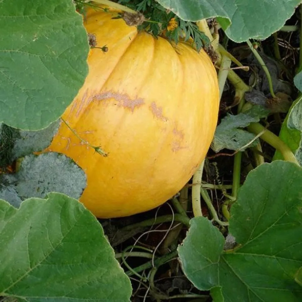 Pumpa 'Bambino'