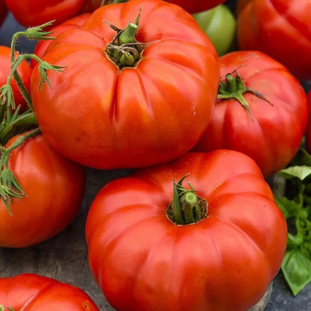 Tomat 'Beefsteak'