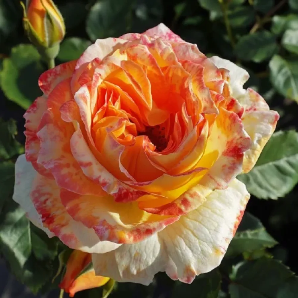 Ros 'Mango Glow' – barrotad
