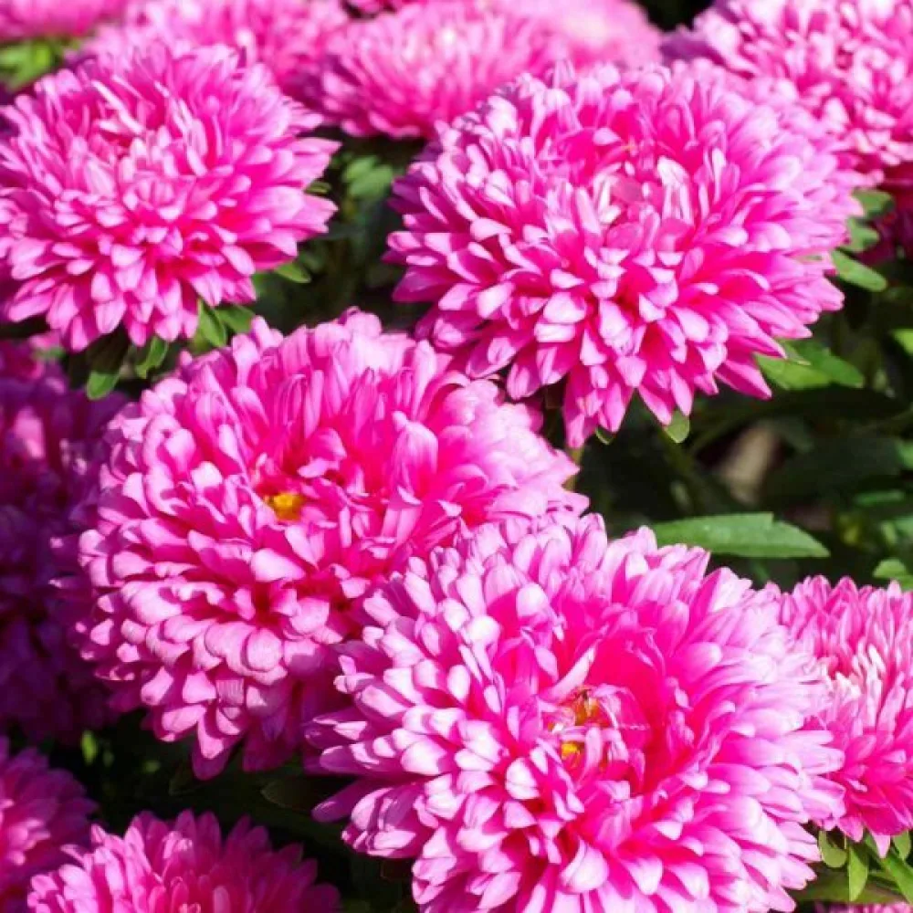 Sommaraster 'Milady' rosa
