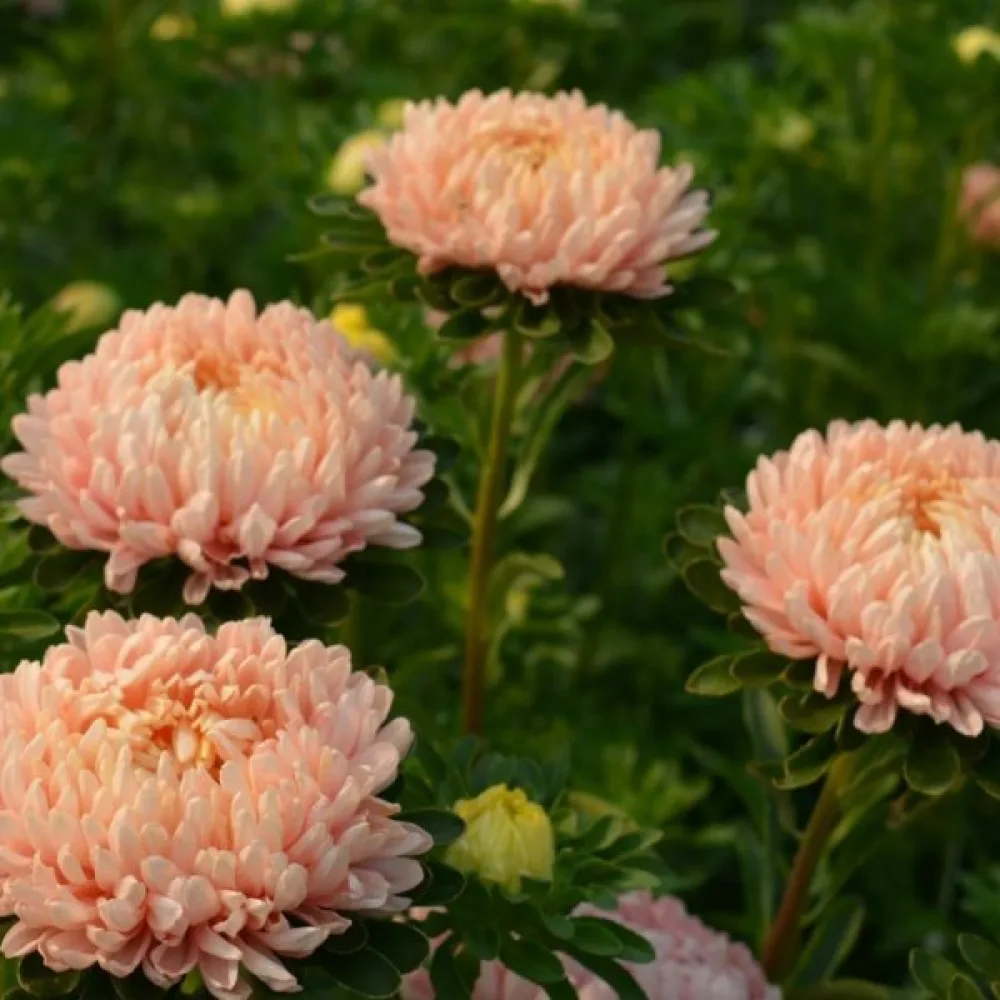 Sommaraster pionblommig – aprikos