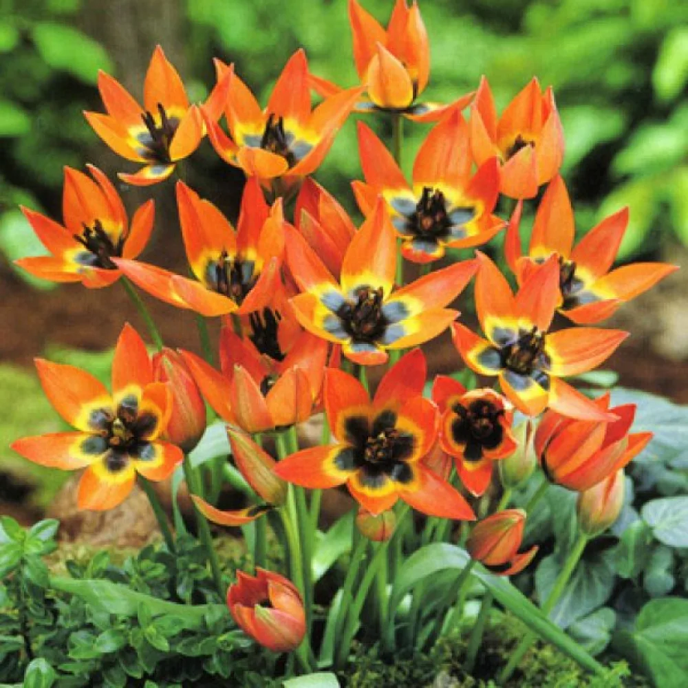 Tulpan 'Little Princess'