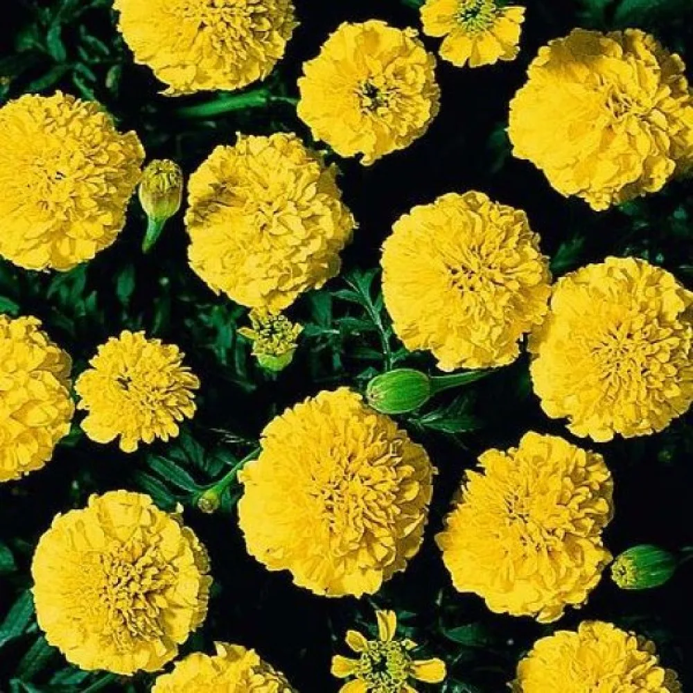 Fransk tagetes 'Boy Yellow'