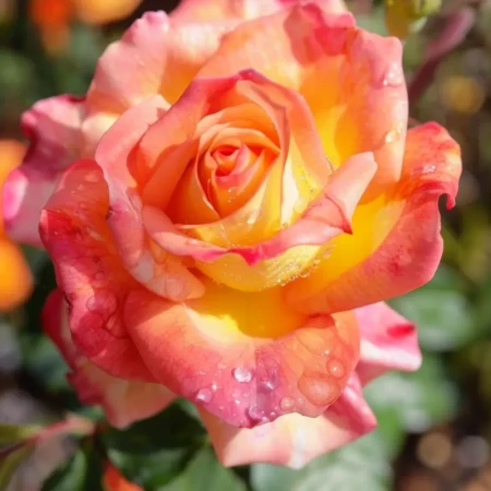 Ros 'Emerald Thrive' – barrotad