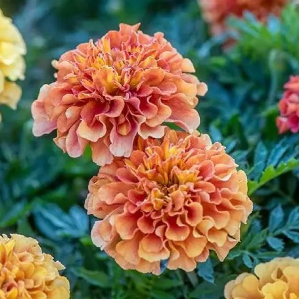 Fransk tagetes 'Burpee Melody'