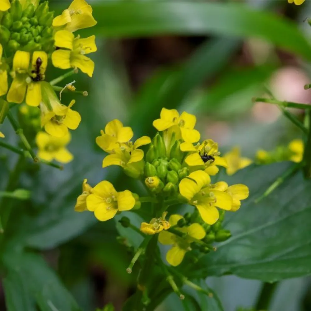 Sommargyllen Barbarea vulgaris