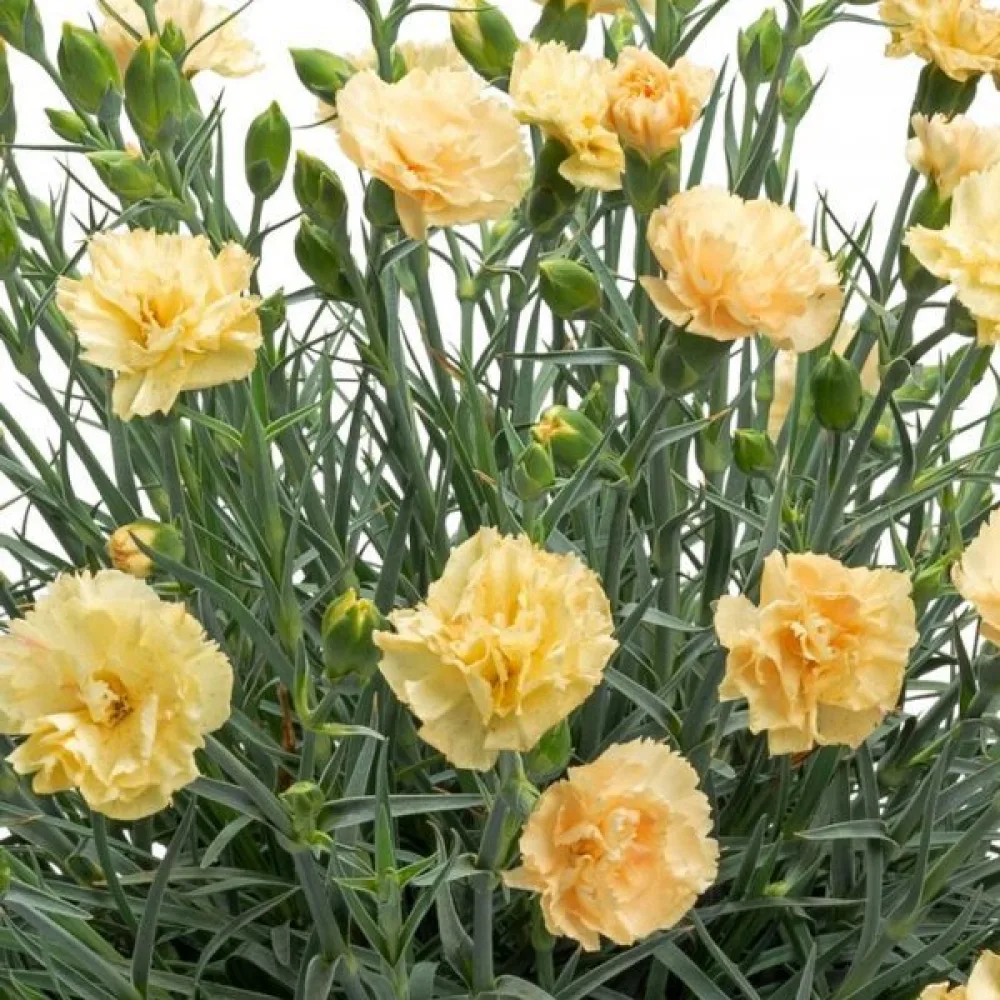 Nejlika 'Grenadin' – gul