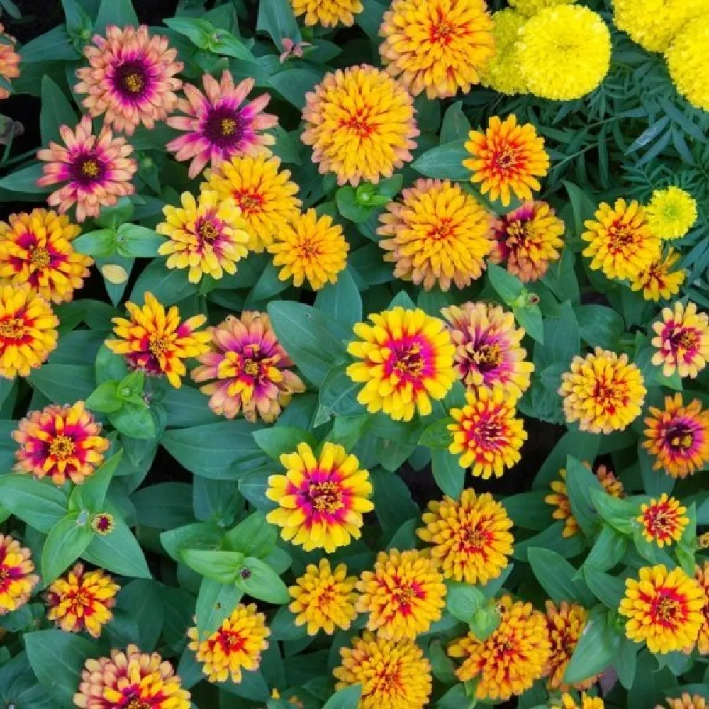 Zinnia 'Caroussel' (blandning)