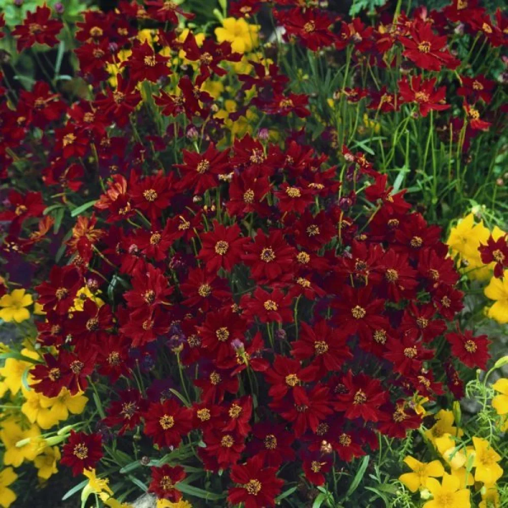 Skönöga, låg mix