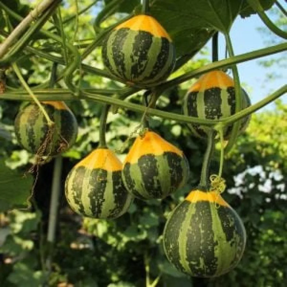 Pumpa 'Ball Bicolour'