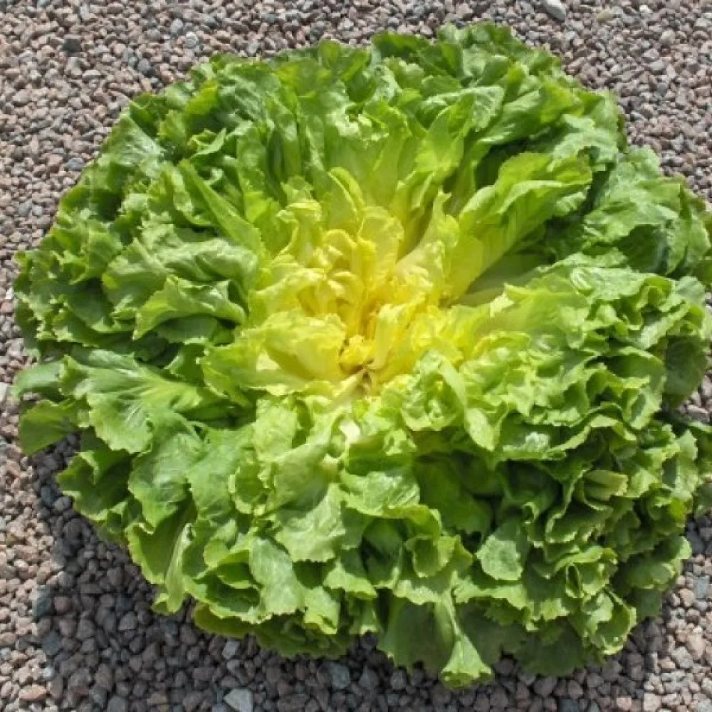 Endivia 'Geante'