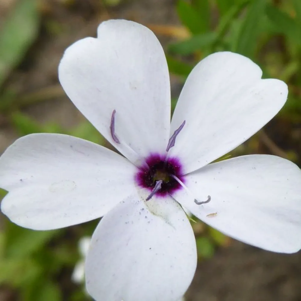 Viskaria 'Alba'