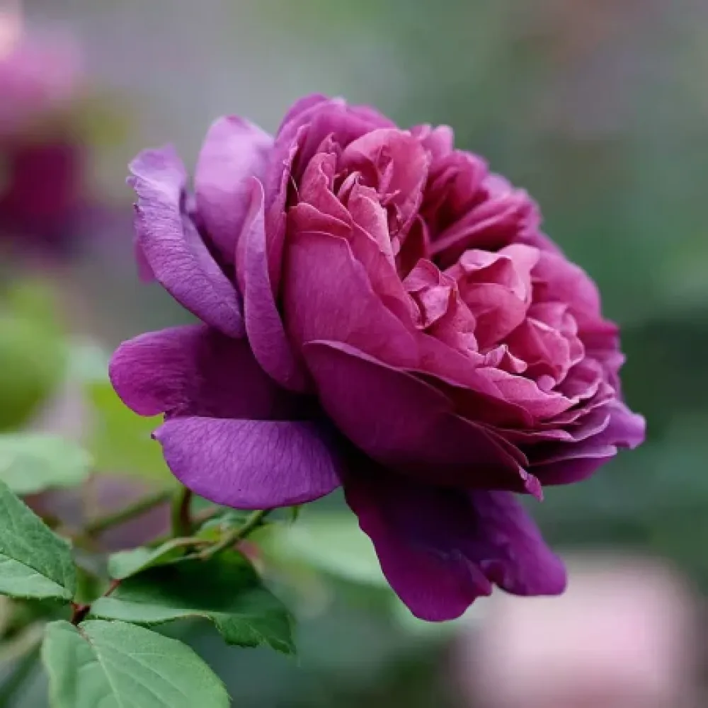 Ros 'Purple Harmony' – barrotad