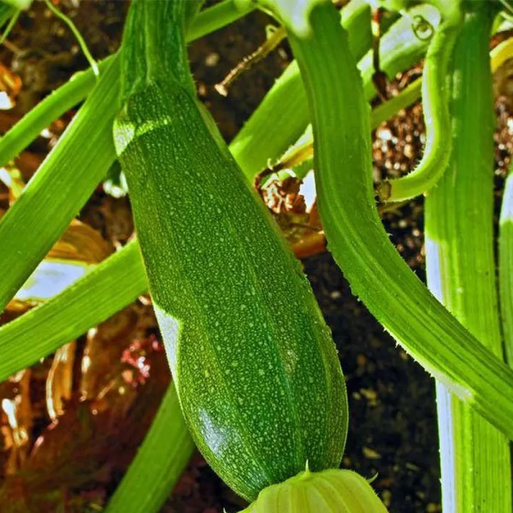 Zucchini 'Zuboda'