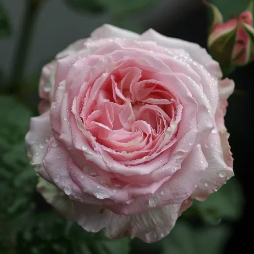 Ros 'Lightflora' – barrotad