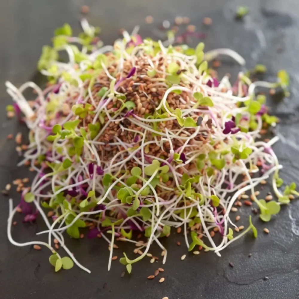 Groddfröblandning – Mild mix