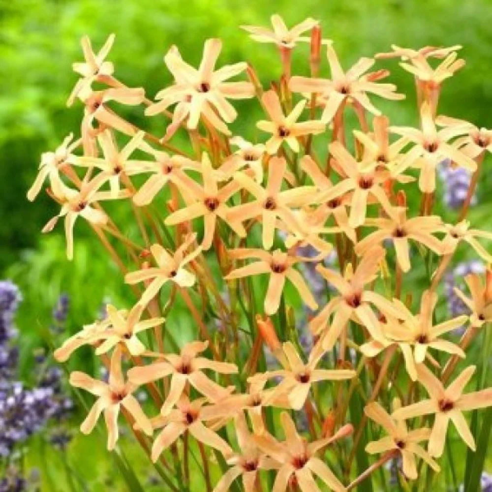 Ixia paniculata 'Eos'